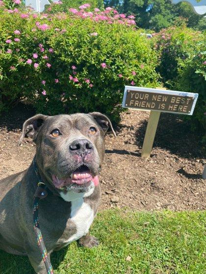 Enlarge Creed, a Adoptable mixed breed in Wantagh, NY image 2/3