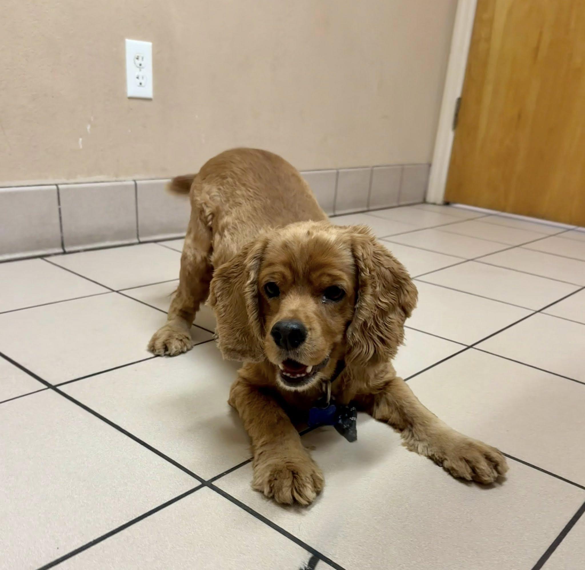Enlarge Georgie, a Adoptable Cocker Spaniel in Cape Coral, FL image 5/5