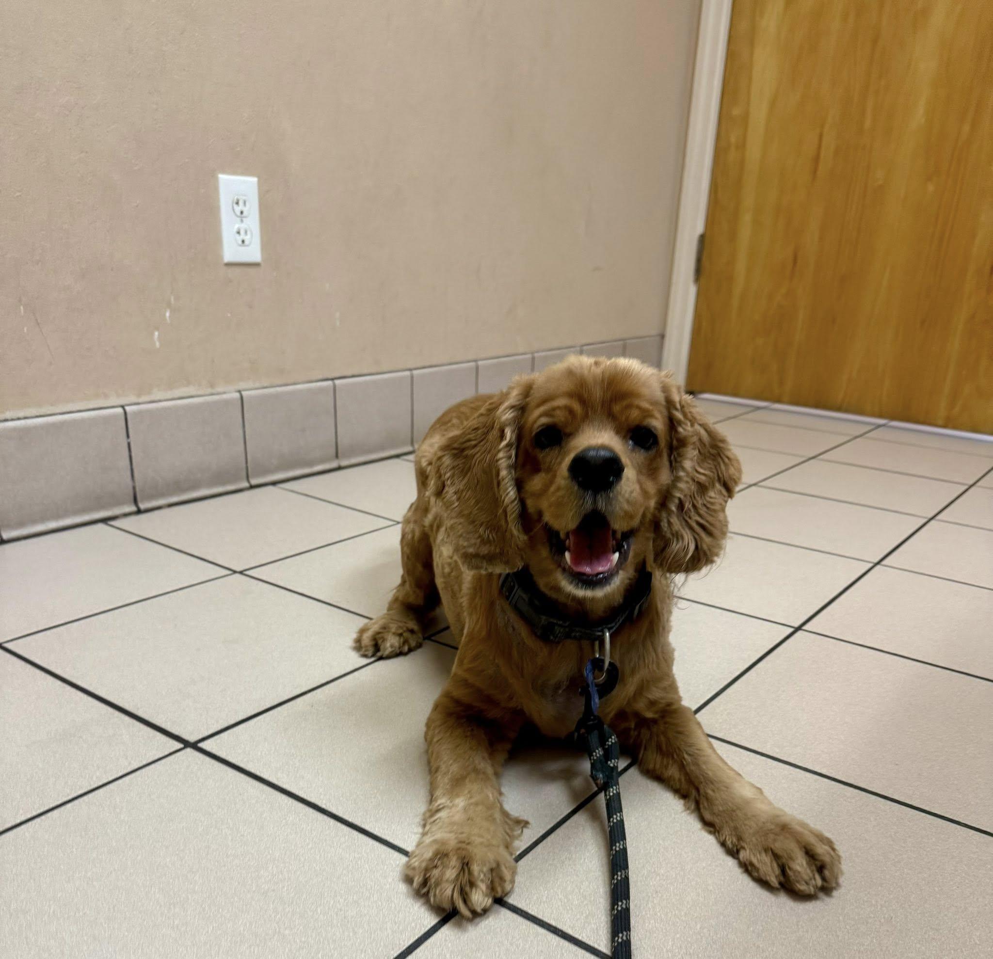 Enlarge Georgie, a Adoptable Cocker Spaniel in Cape Coral, FL image 1/5