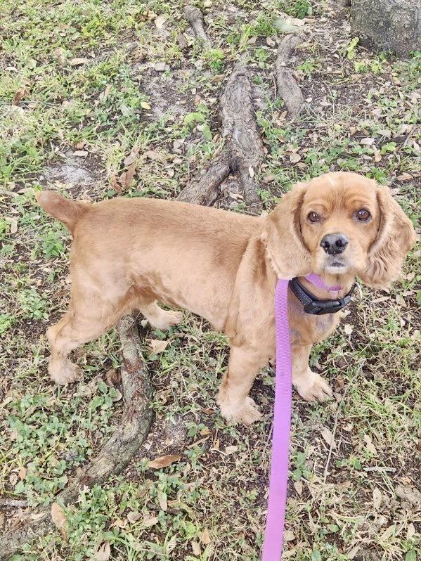 Enlarge Georgie, a Adoptable Cocker Spaniel in Cape Coral, FL image 4/5