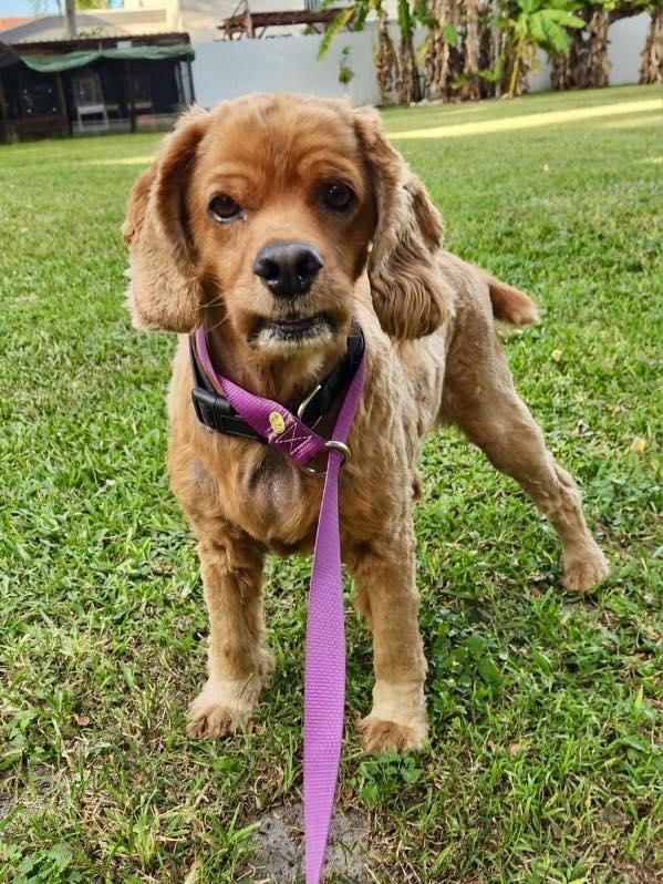 Enlarge Georgie, a Adoptable Cocker Spaniel in Cape Coral, FL image 3/5