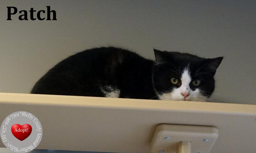 Patch, Adoptable, Kitten Male Domestic Short Hair.