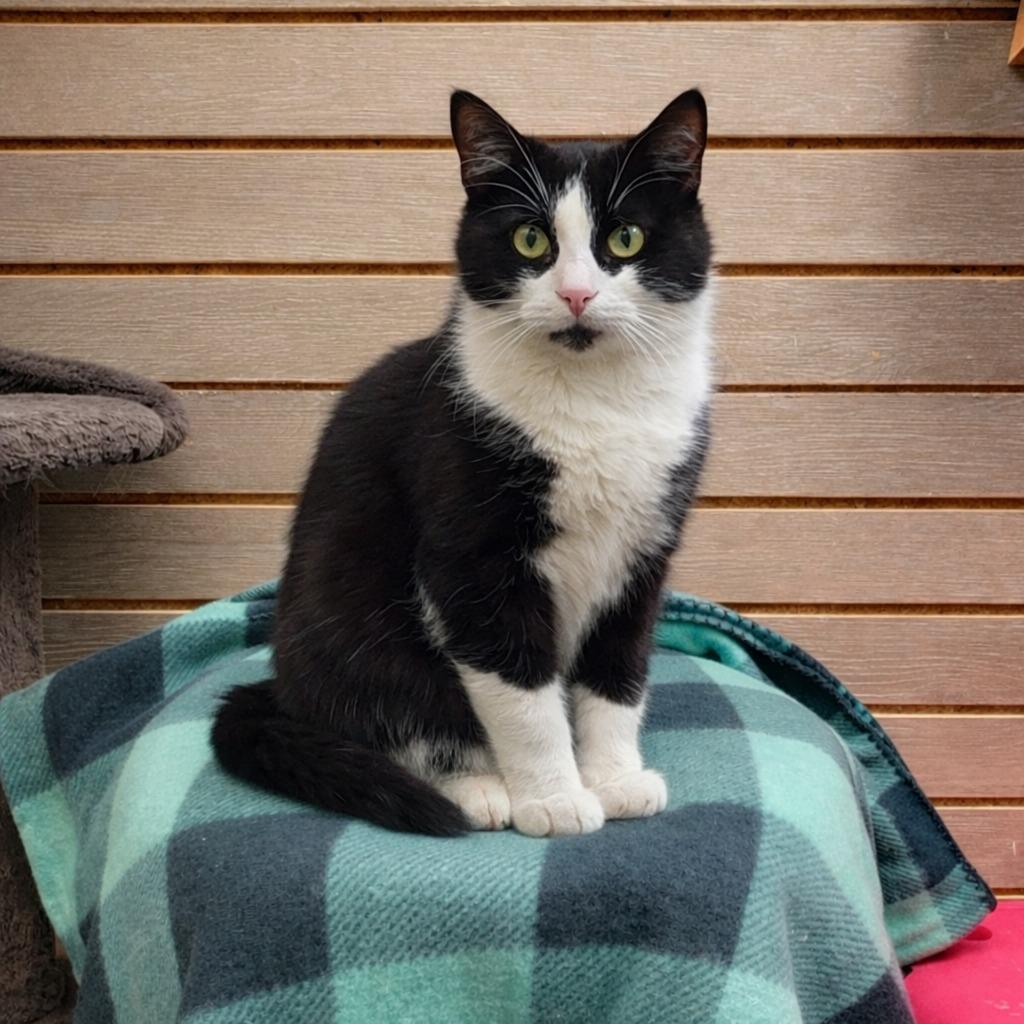 Patch, a Adopted mixed breed in Sidney, OH image 2/5