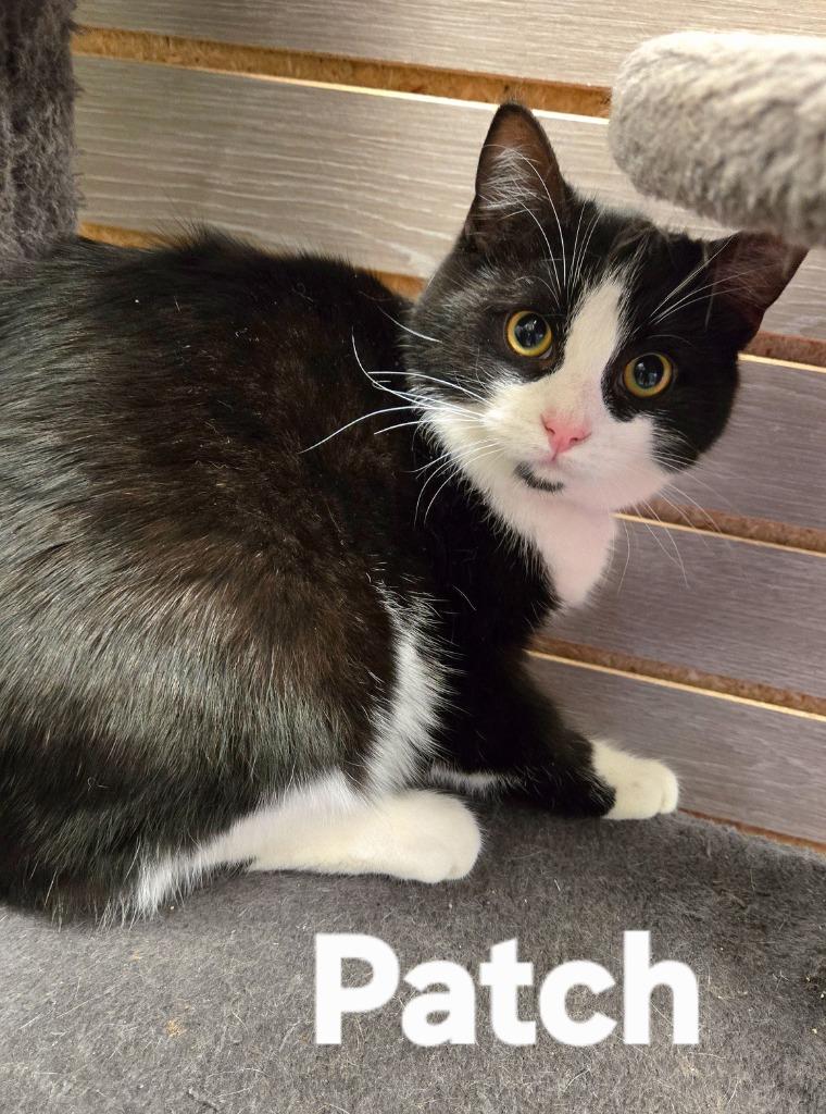 Enlarge Patch, a Adoptable mixed breed in Sidney, OH image 2/4