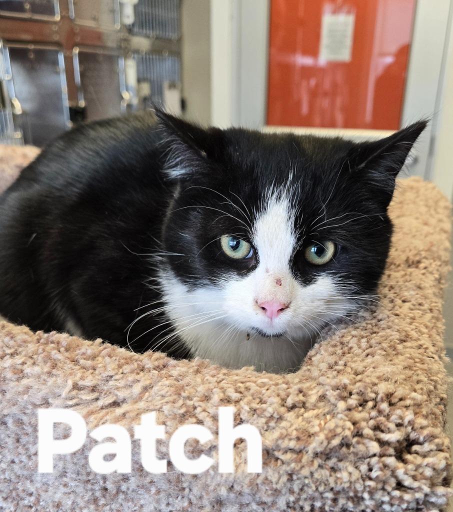Enlarge Patch, a Adoptable mixed breed in Sidney, OH image 4/4