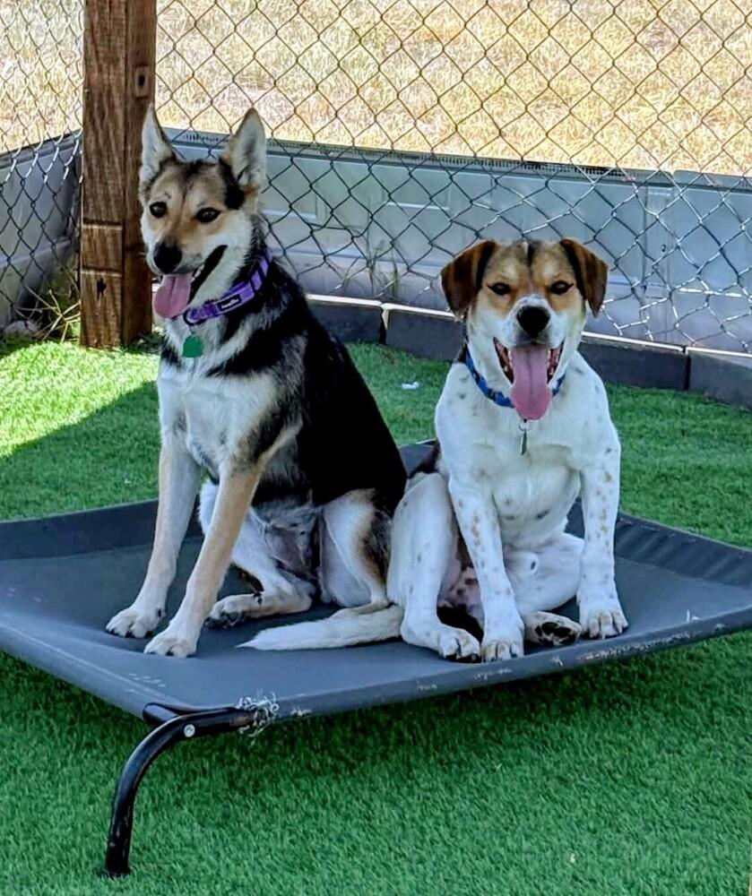 Enlarge Macy, a Adoptable mixed breed in Evergreen, CO image 2/5