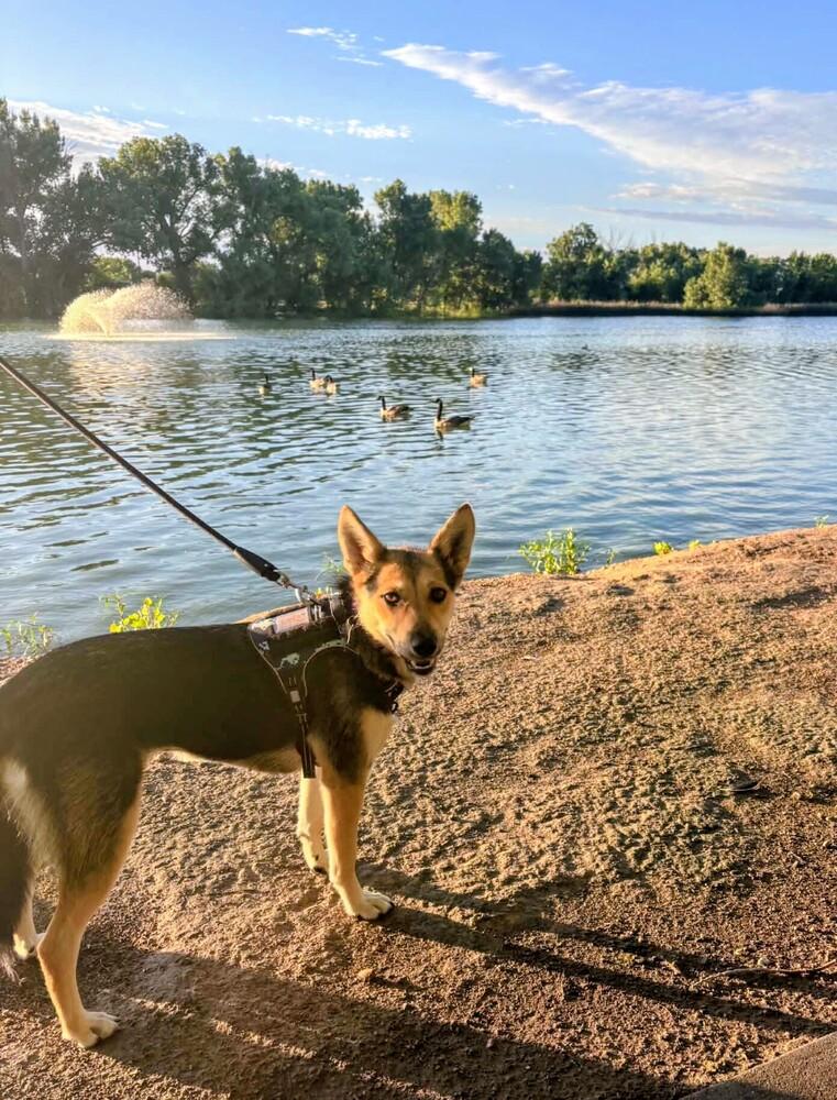 Enlarge Macy, a Adoptable mixed breed in Evergreen, CO image 5/5