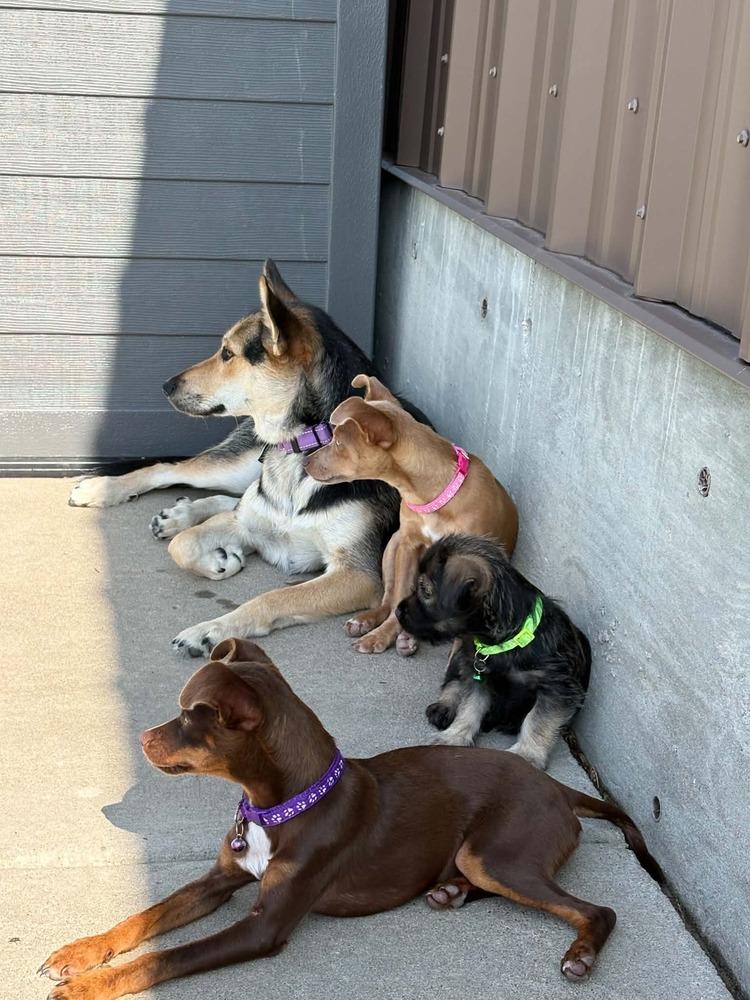 Enlarge Macy, a Adoptable mixed breed in Evergreen, CO image 2/6