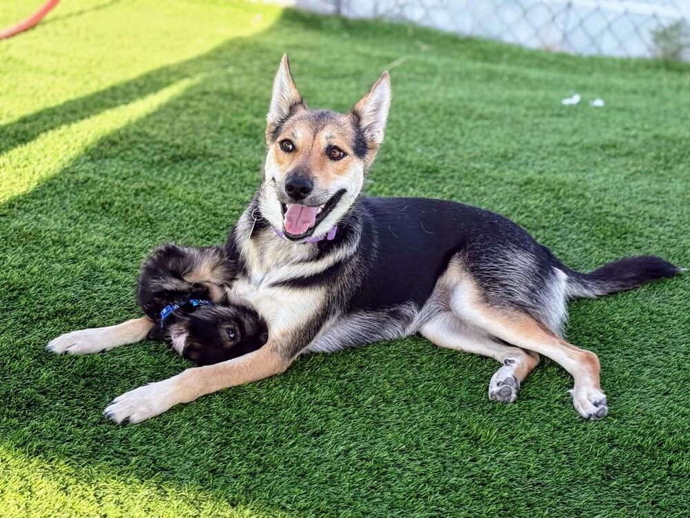 Macy, Adoptable, Adult Female German Shepherd Dog & Mixed Breed.