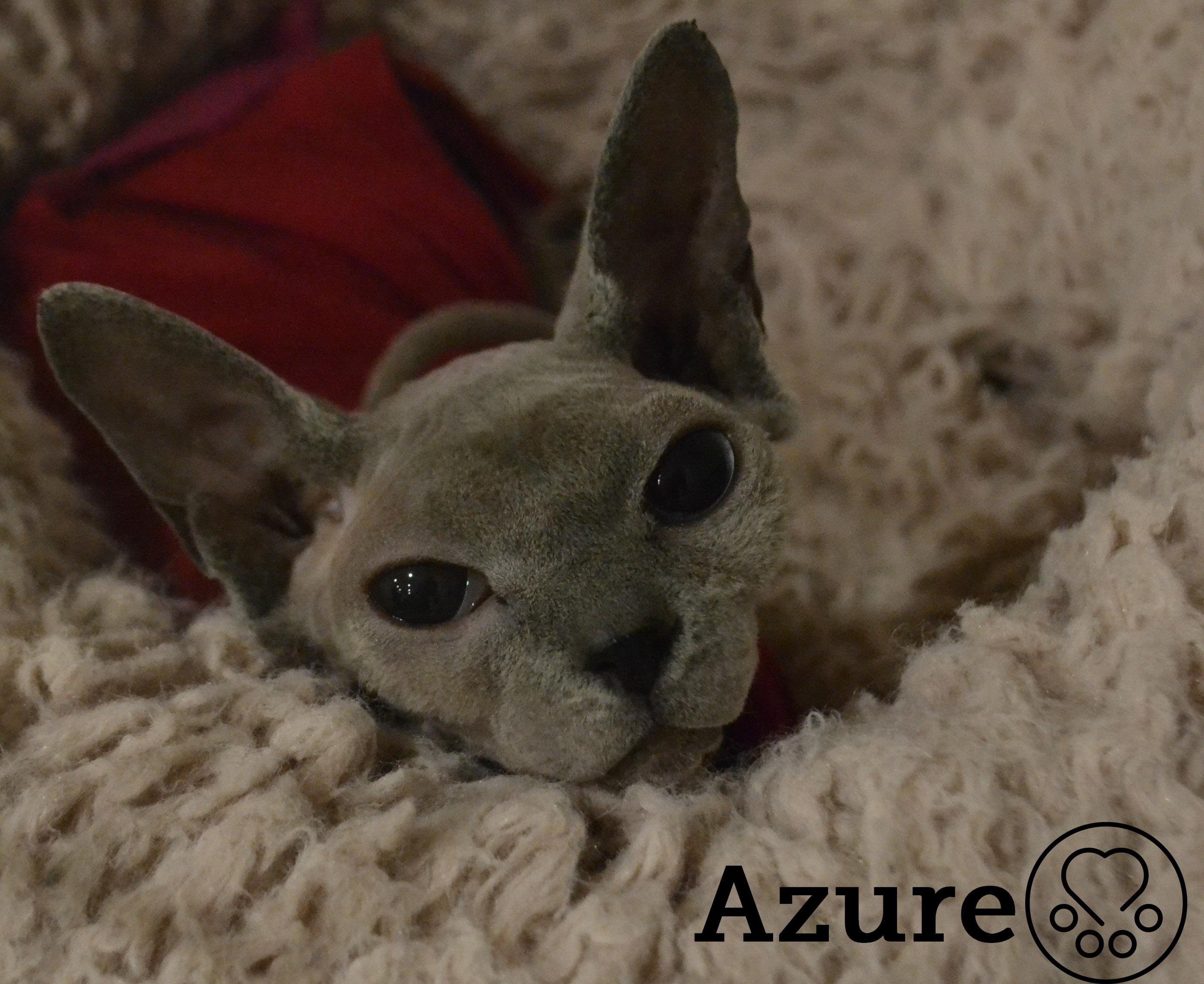 Enlarge Azure, a Adoptable Sphynx / Hairless Cat in Anjou, QC image 1/1