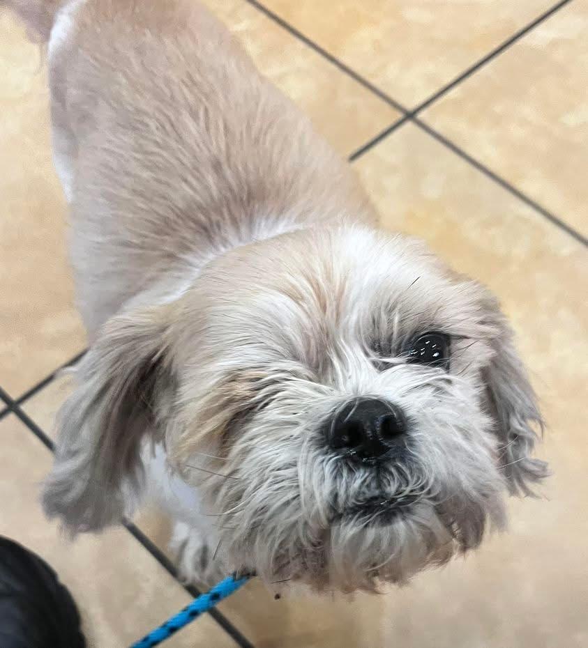 Enlarge Gucci, a Adoptable Shih Tzu in Houston, TX image 1/1