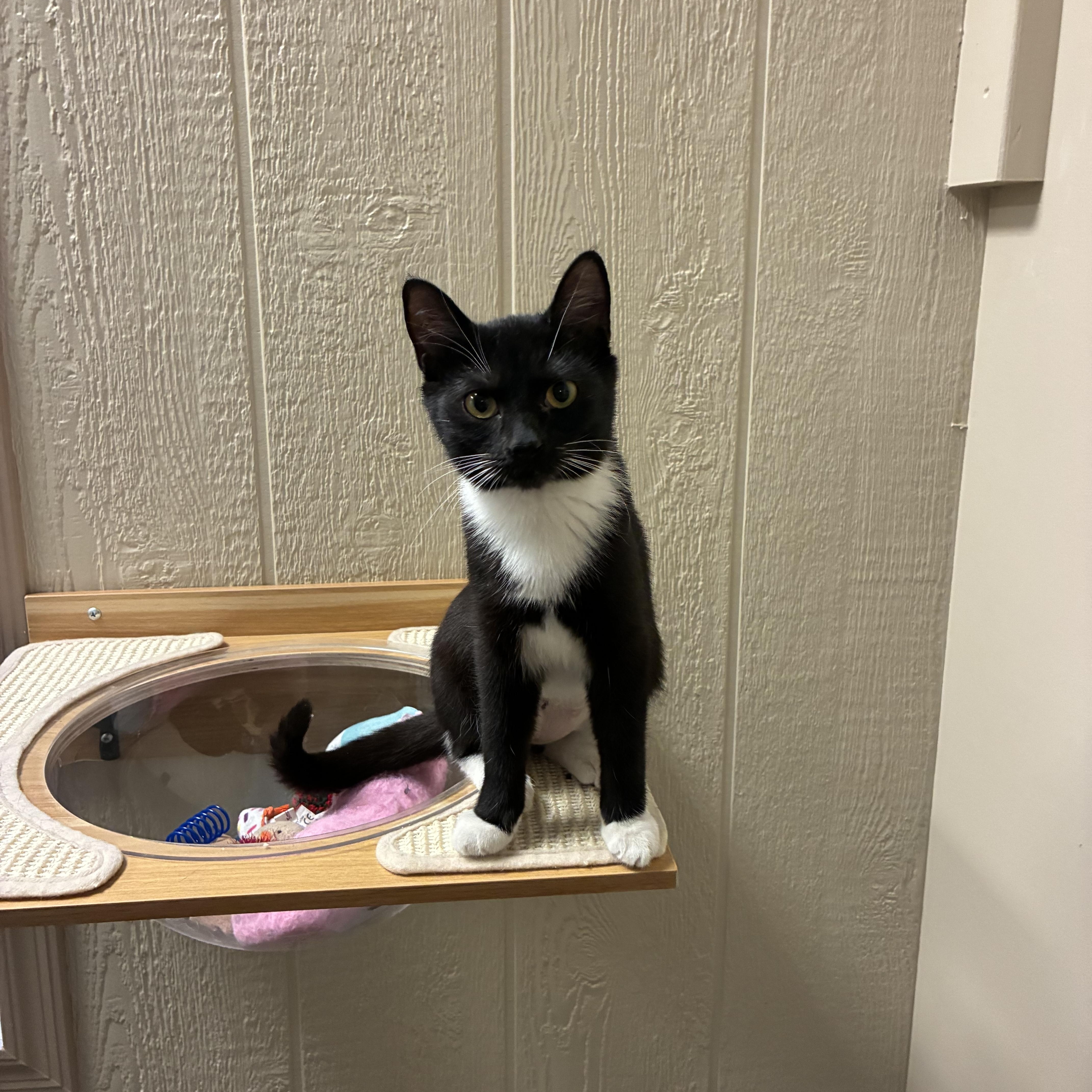 Brownie, ADOPTABLE, Kitten Female Domestic Short Hair.