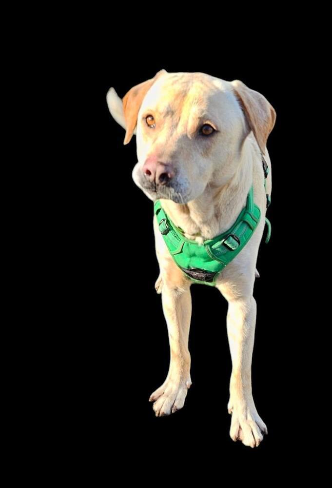 Enlarge Walker, a Adoptable Labrador Retriever image 1/6