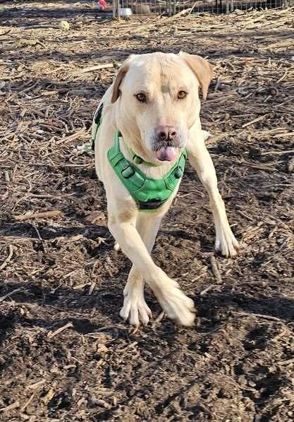 Enlarge Walker, a Adoptable Labrador Retriever image 2/6