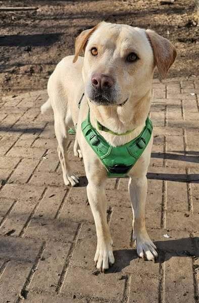 Enlarge Walker, a Adoptable Labrador Retriever image 3/6