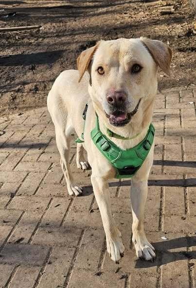 Enlarge Walker, a Adoptable Labrador Retriever image 4/6
