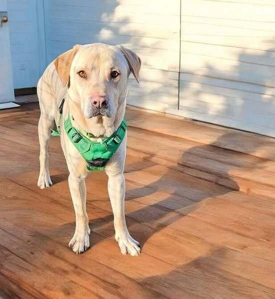 Enlarge Walker, a Adoptable Labrador Retriever image 5/6