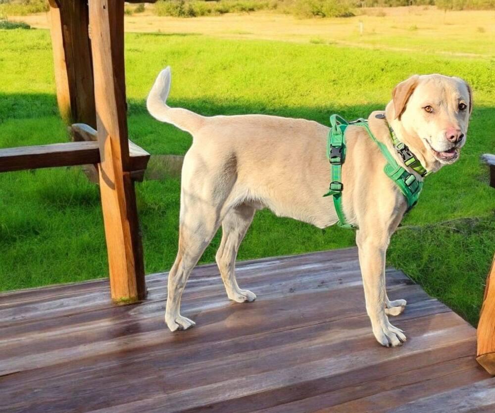 Enlarge Walker, a Adoptable Labrador Retriever image 6/6