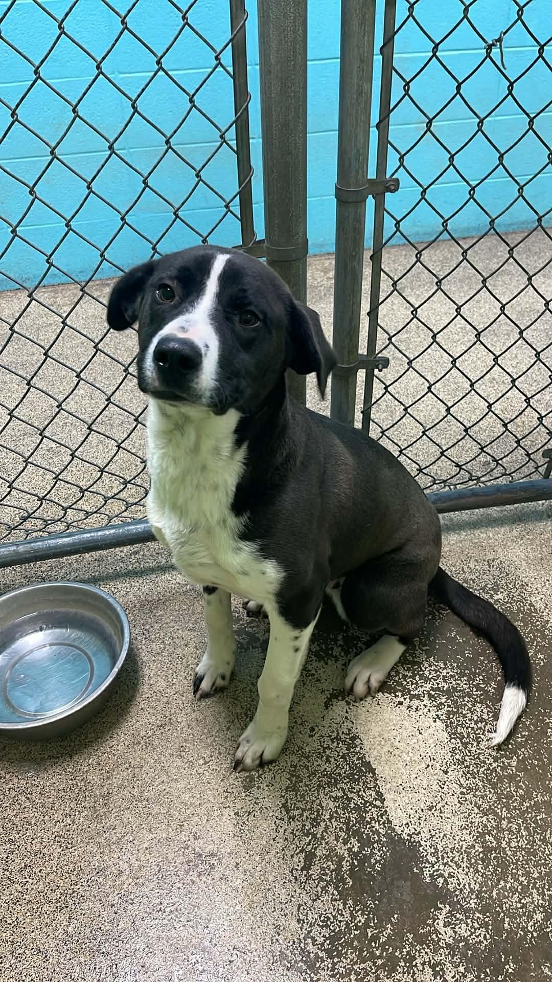 Troop, ADOPTABLE, Adult Male Hound & Bulldog.