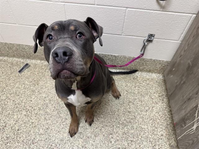 Enlarge JAX, a Adoptable mixed breed in Colorado Springs, CO image 1/1