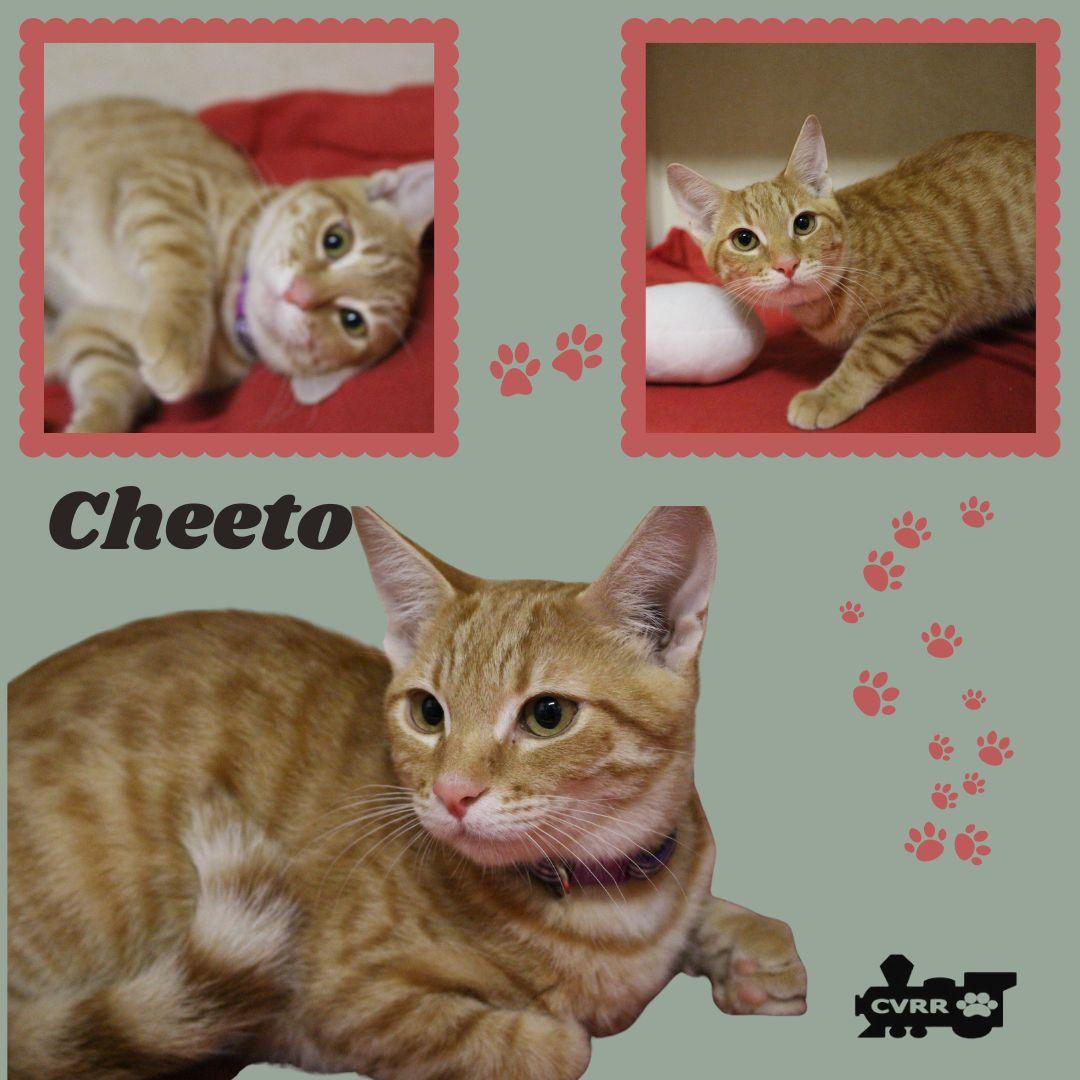 Cheeto (Kitten), Adopted, Kitten Male Tabby.