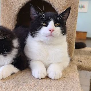 Holstein, Adoptable, Adult Male Domestic Short Hair.