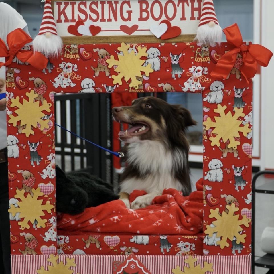 Enlarge Mister, a Adoptable Australian Shepherd in Phoenix, AZ image 2/3
