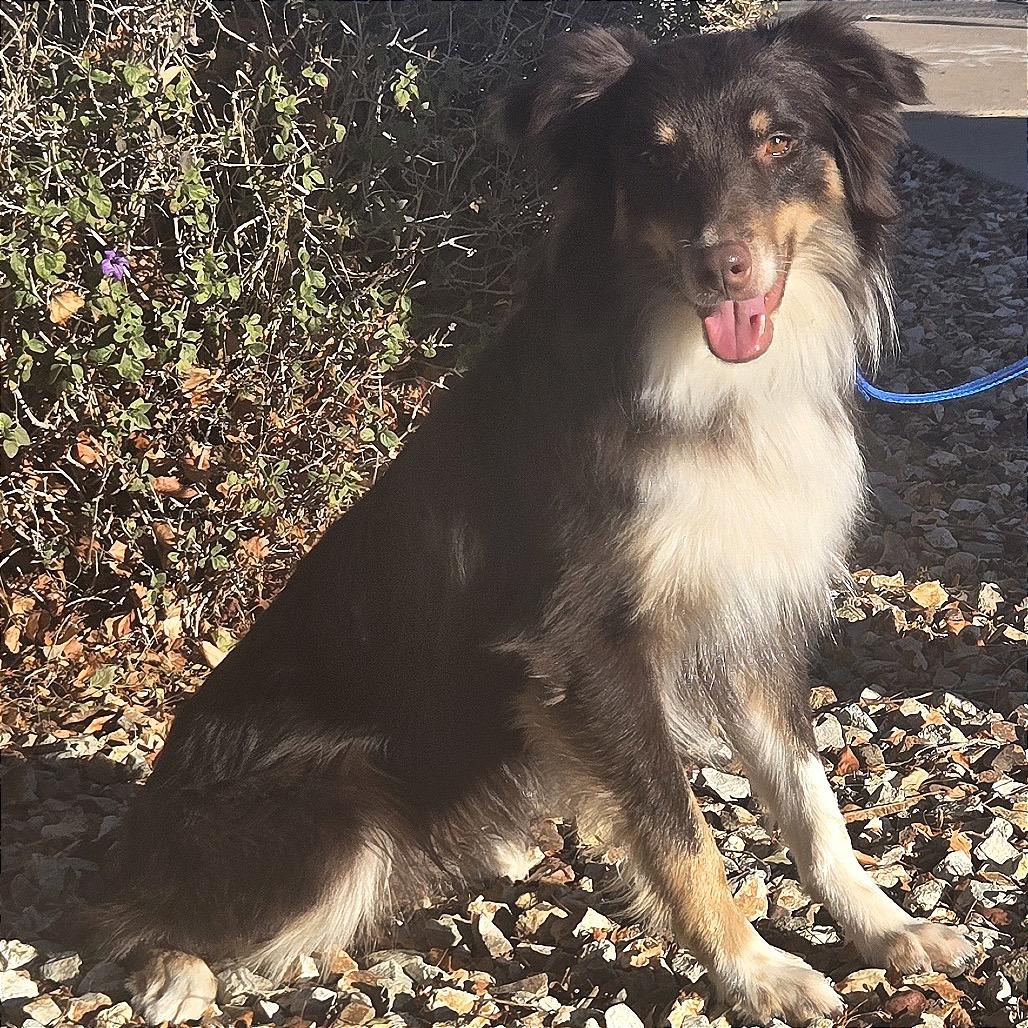 Enlarge Mister, a Adoptable Australian Shepherd in Phoenix, AZ image 3/3