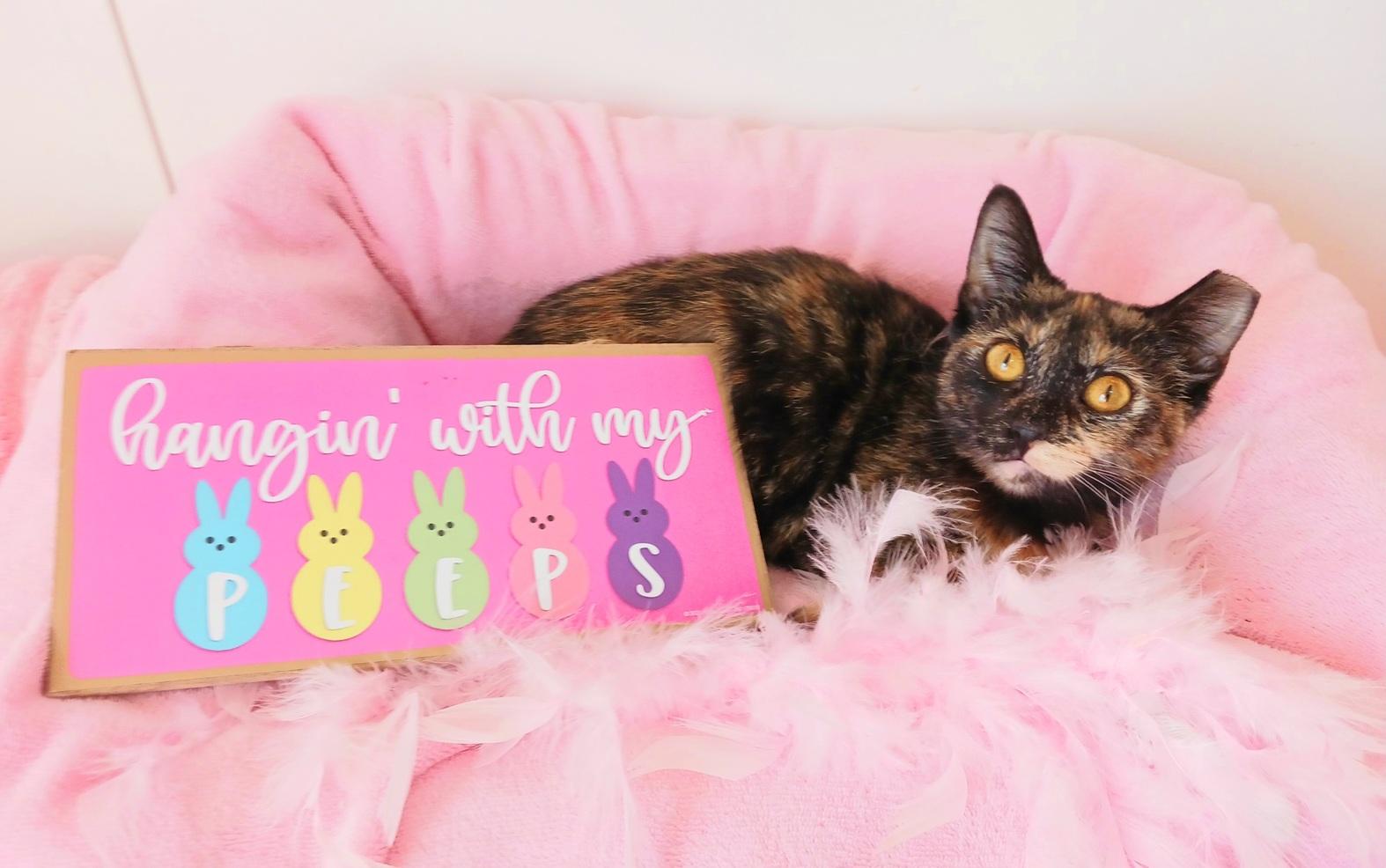 Enlarge Hazel Mae Everhart, a ADOPTABLE Tortoiseshell in Mesa, AZ image 2/4