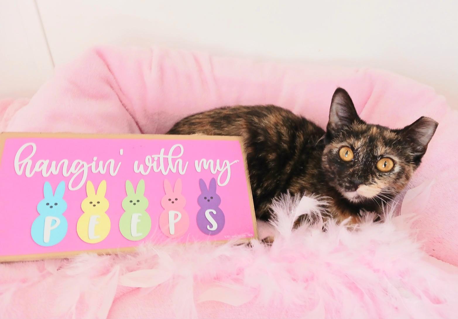 Enlarge Hazel Mae Everhart, a ADOPTABLE Tortoiseshell in Mesa, AZ image 1/4