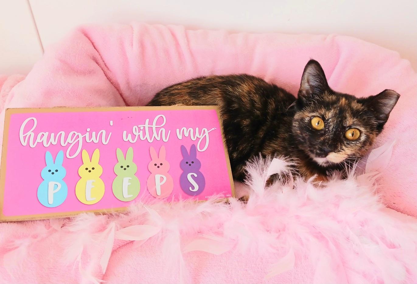 Enlarge Hazel Mae Everhart, a ADOPTABLE Tortoiseshell in Mesa, AZ image 3/4