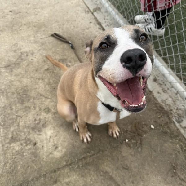 Titus, Adoptable, Adult Male American Staffordshire Terrier.