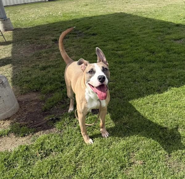 Titus, a Adoptable mixed breed in Tulare, CA image 2/6