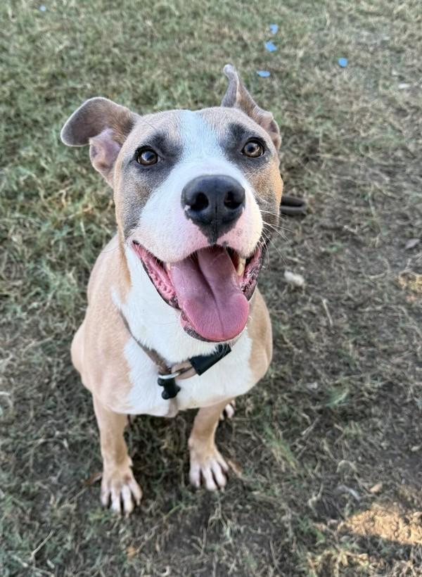 Titus, a Adoptable mixed breed in Tulare, CA image 3/6