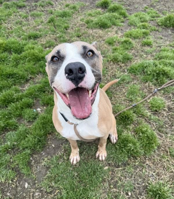 Enlarge Titus, a Adoptable mixed breed in Tulare, CA image 5/6