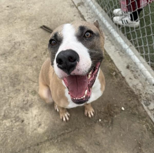 Titus, a Adoptable mixed breed in Tulare, CA image 4/6
