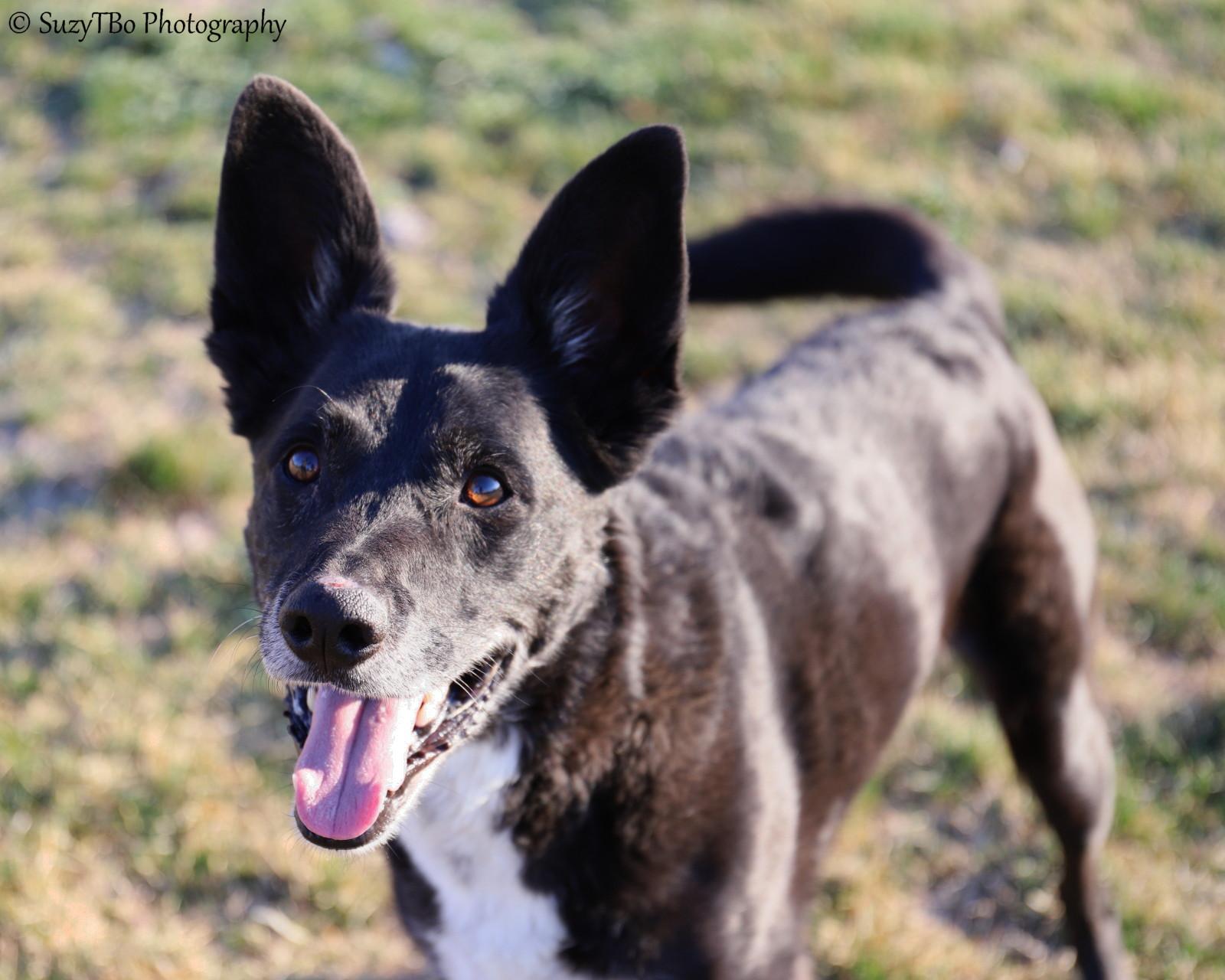 Enlarge Huck , a ADOPTABLE mixed breed in Montrose, CO image 3/3