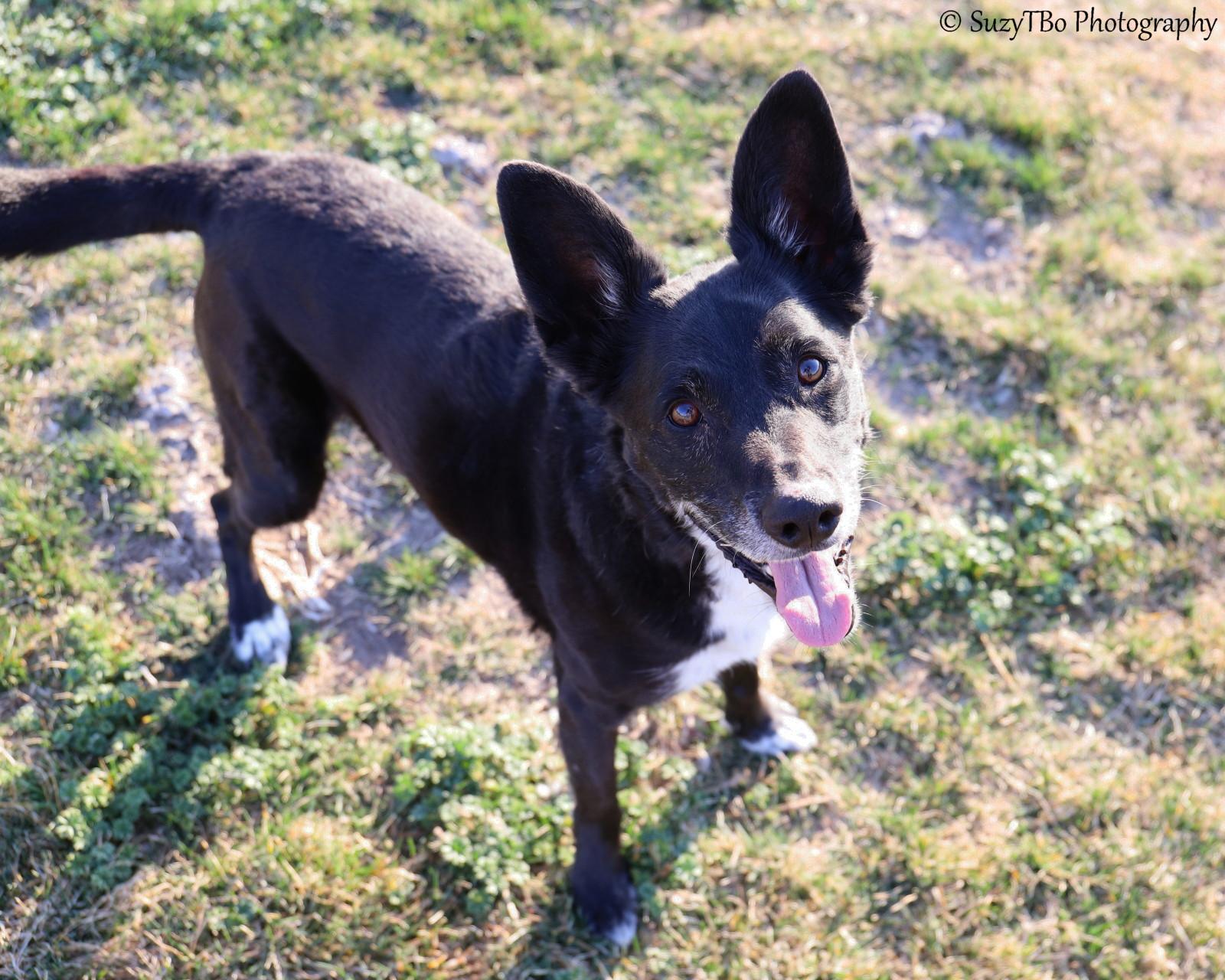 Enlarge Huck , a ADOPTABLE mixed breed in Montrose, CO image 2/3
