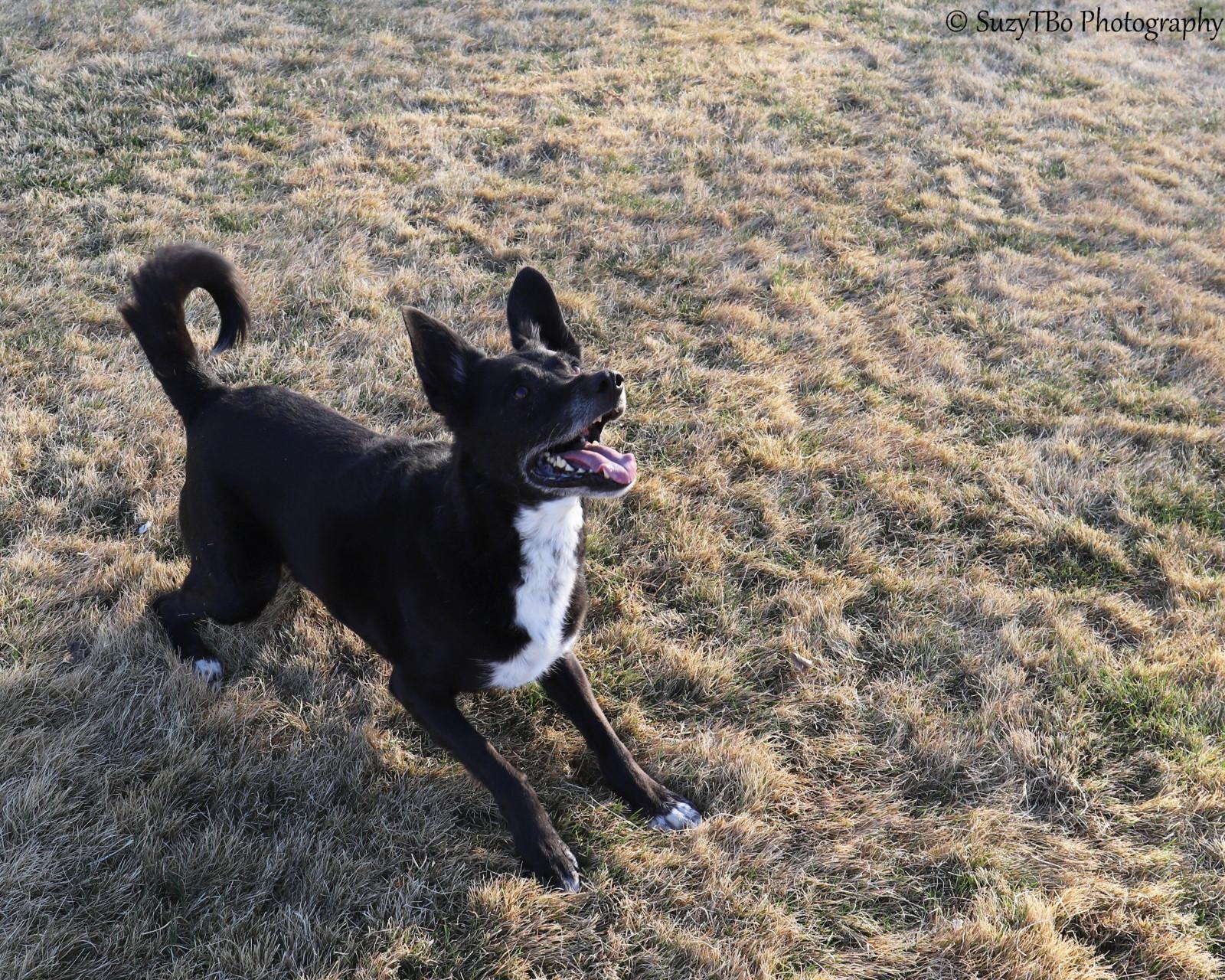 Enlarge Huck , a ADOPTABLE mixed breed in Montrose, CO image 1/3