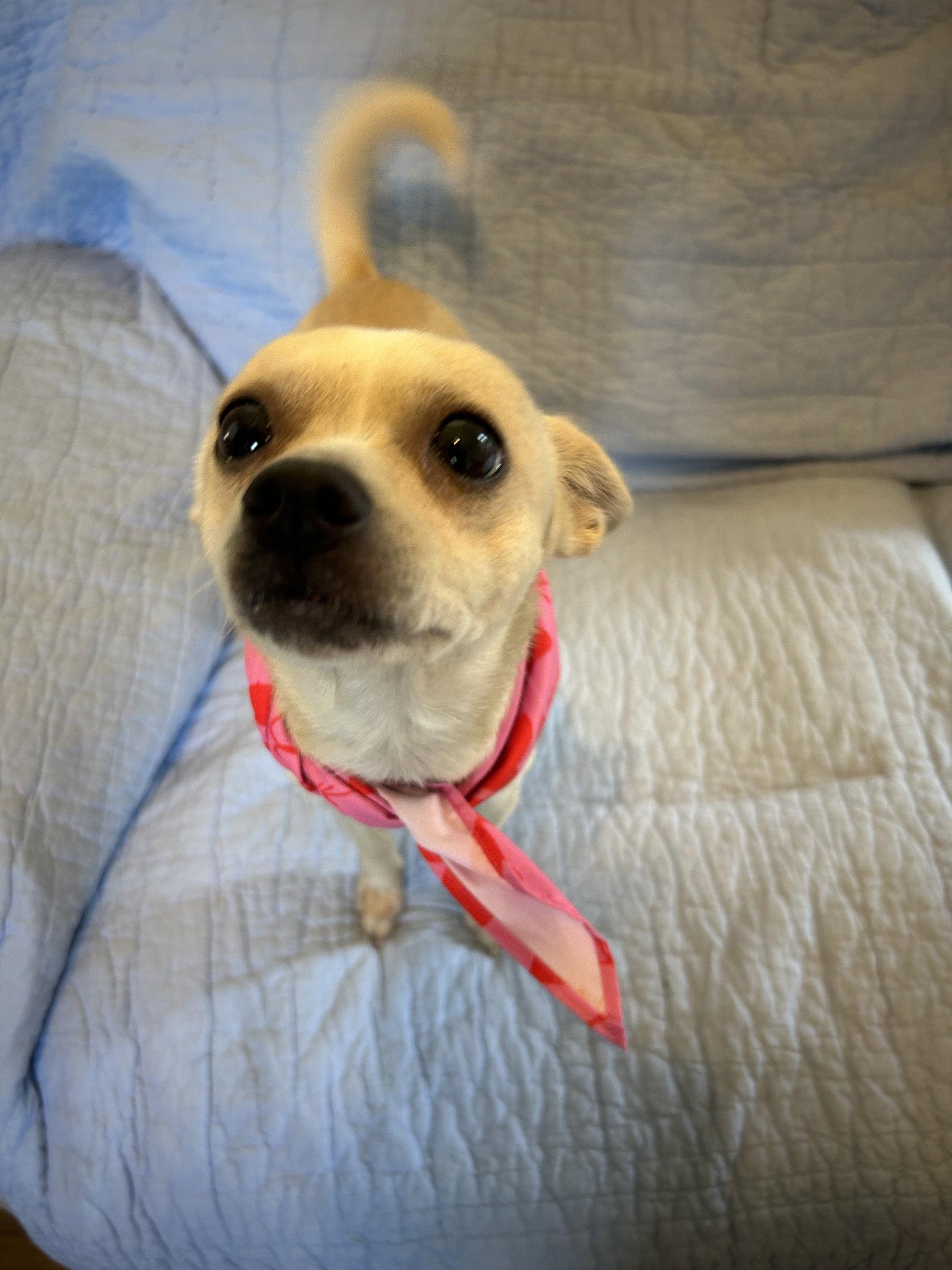 Sierra, Adoptable, Adult Female Chihuahua.