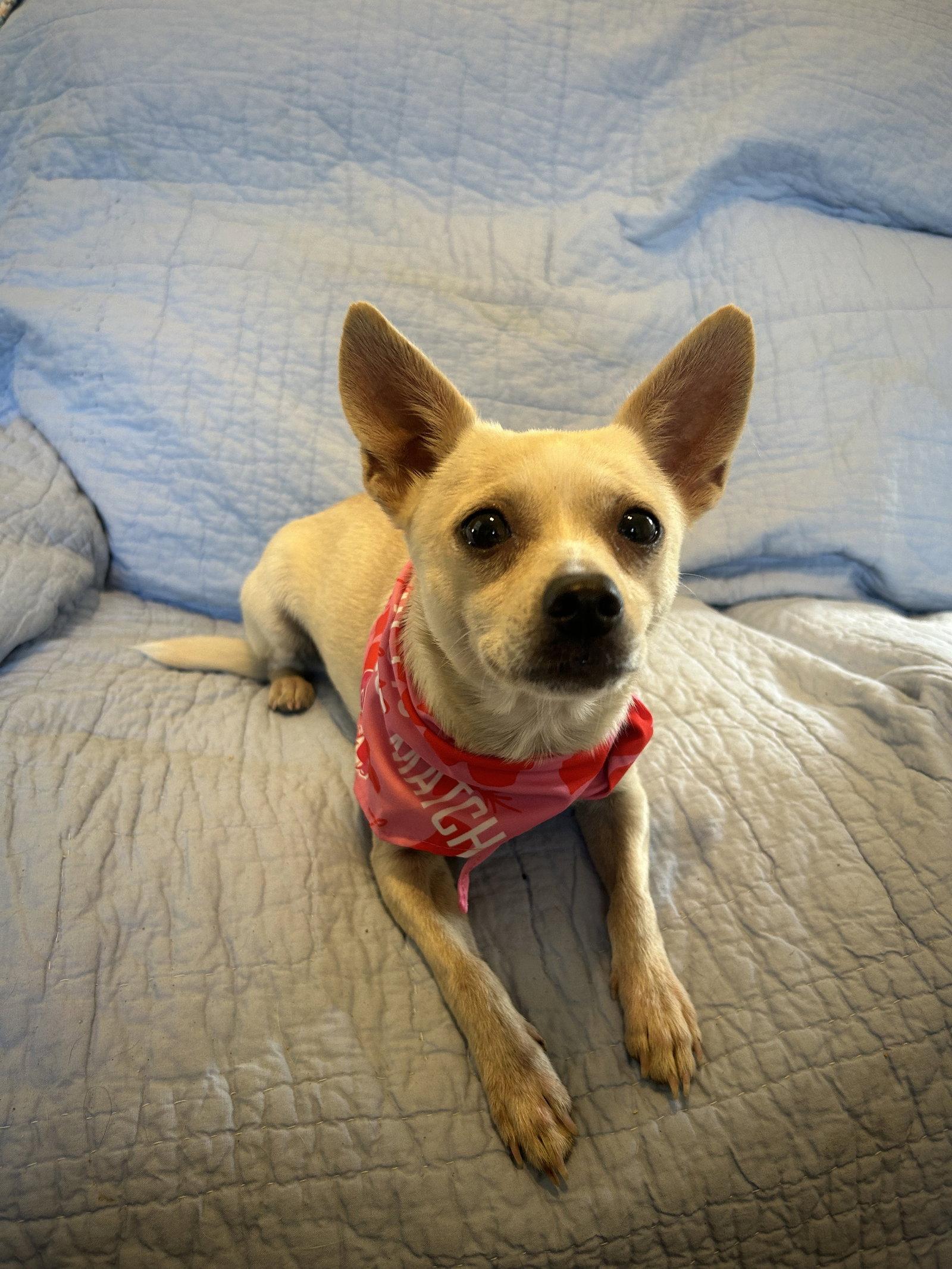 Enlarge Sierra, a Adoptable Chihuahua in Pipe Creek, TX image 2/3