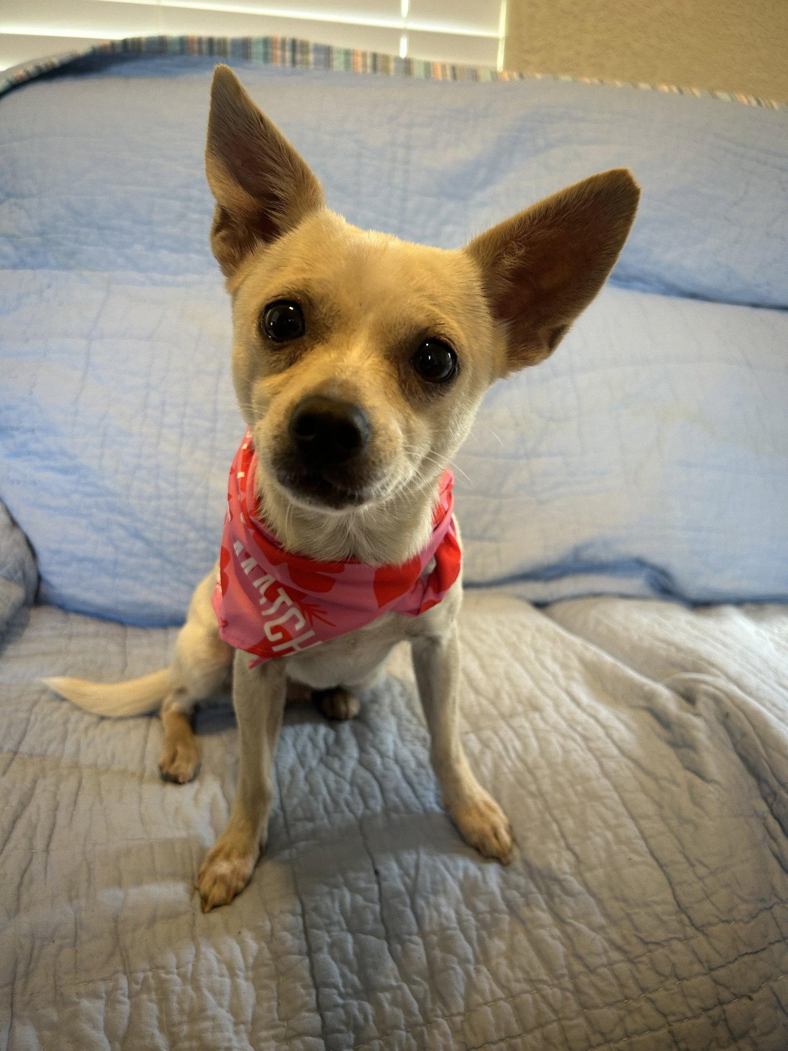 Enlarge Sierra, a Adoptable Chihuahua in Pipe Creek, TX image 3/3