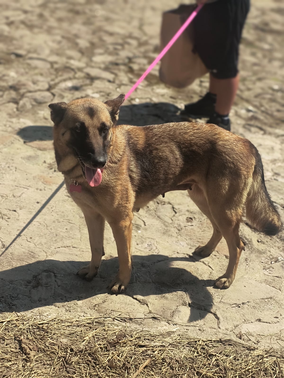 Georgia, Adult Female Belgian Shepherd / Malinois
