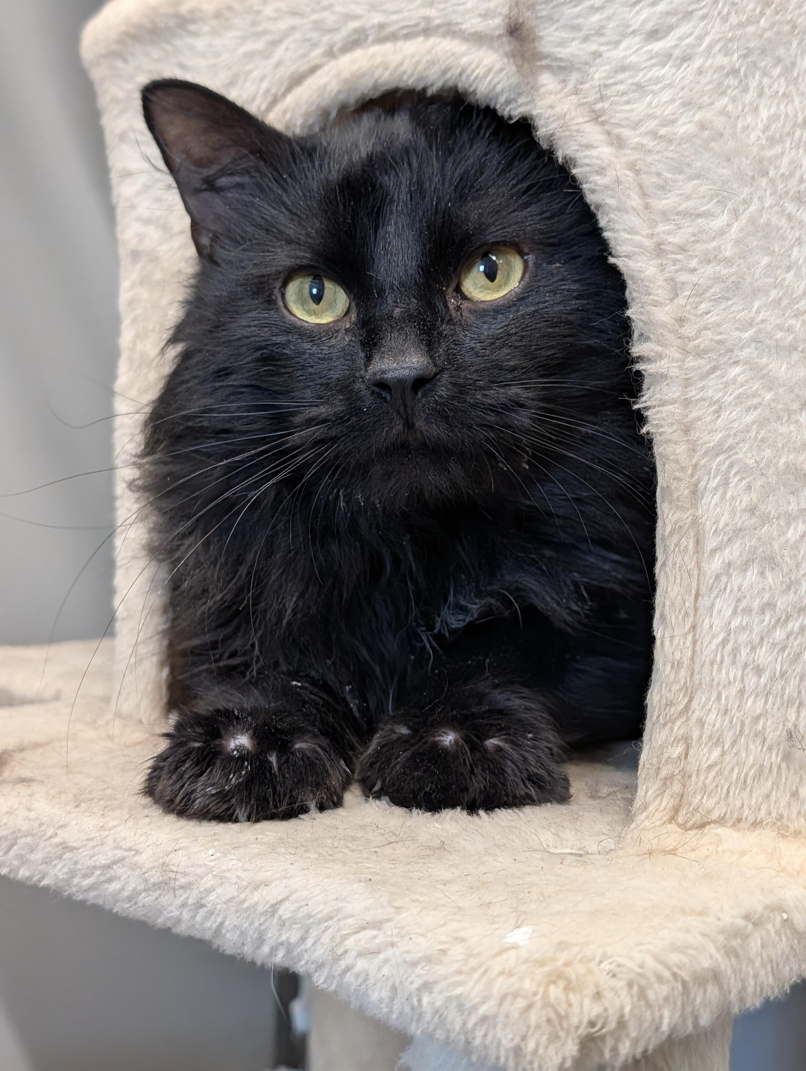 Haru, adopted, Adult Male Domestic Long Hair.