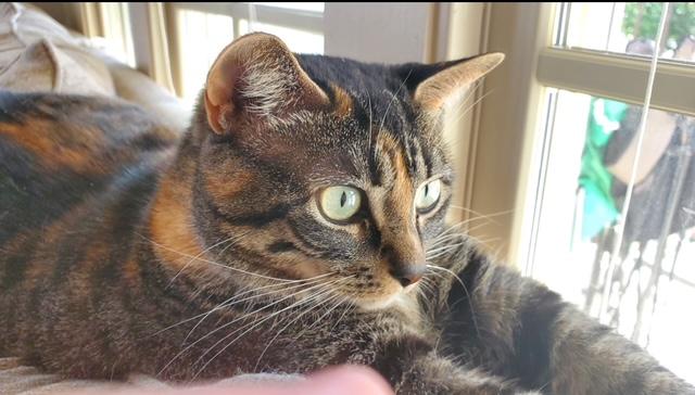 Makka & Nala (Courtesy Post)