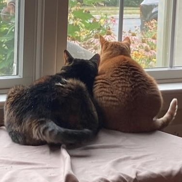 Makka & Nala (Courtesy Post)