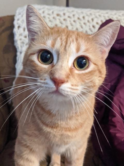 Makka & Nala (Courtesy Post)