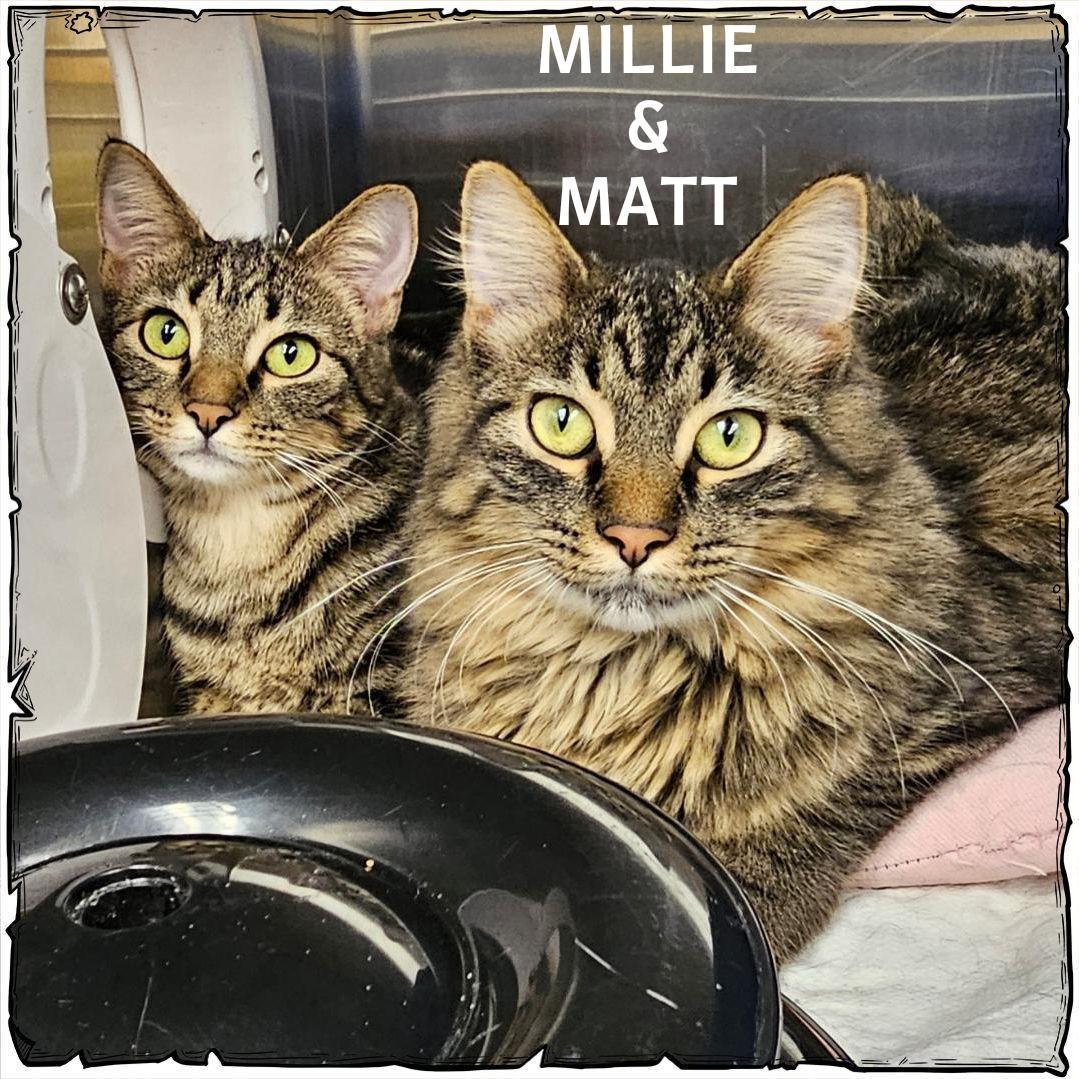 Matt, a ADOPTABLE Domestic Long Hair in Whiting, IN image 3/3