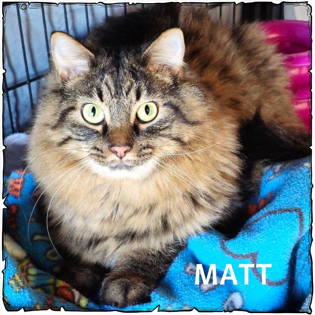 Matt, ADOPTABLE, Adult Male Domestic Long Hair.