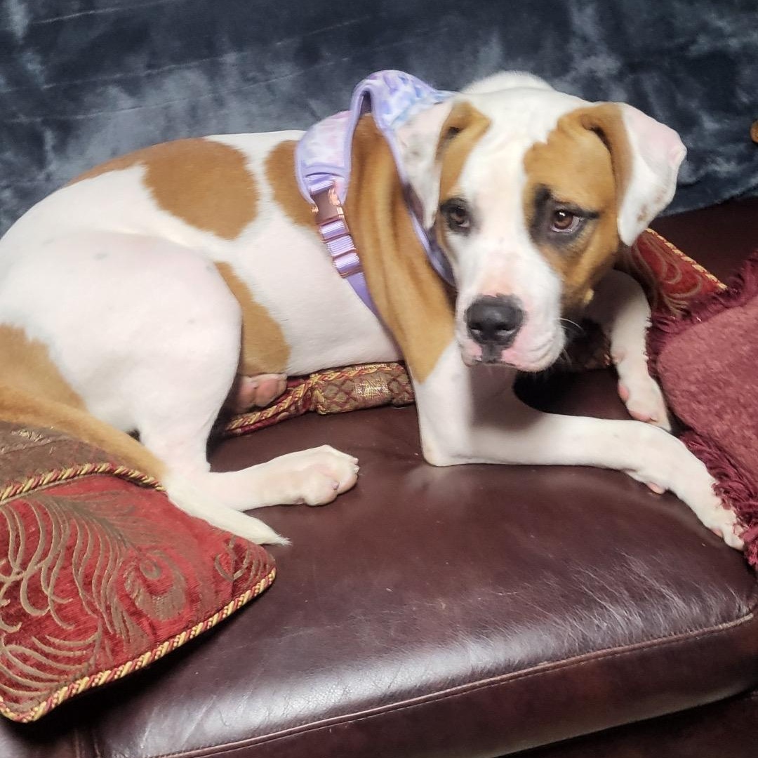 Maggie, Adopted, Young Female American Bulldog.